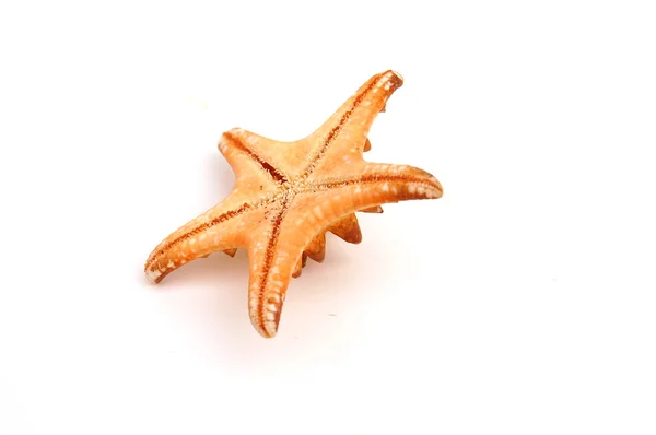 Sea star — Stockfoto