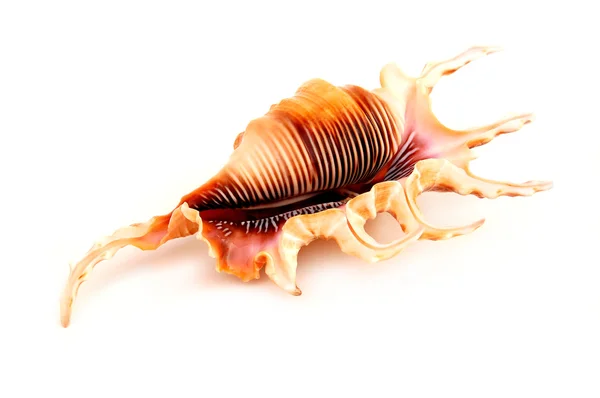 Exotic Sea Shell — Stock Photo, Image
