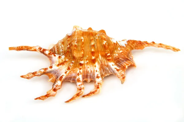 ホタテガイ貝殻海から — ストック写真