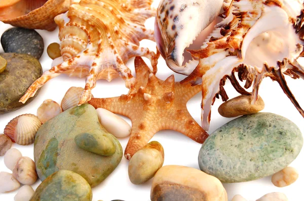 Variety of seashells — Stock Photo, Image
