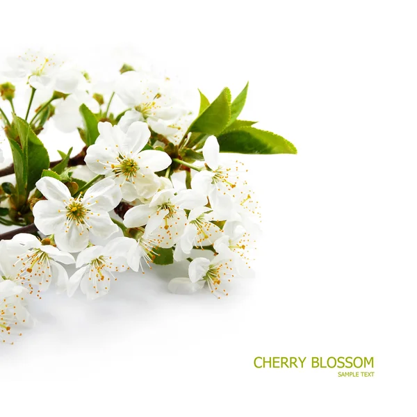 Flor de cereja de primavera — Fotografia de Stock
