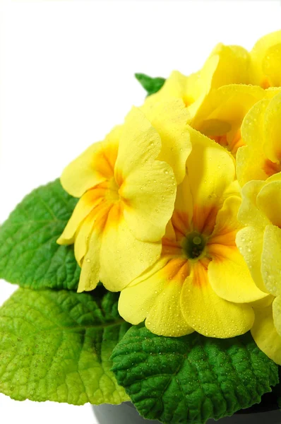 stock image Yellow flowers