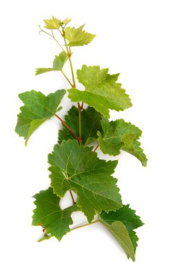 Grape leaves clipart