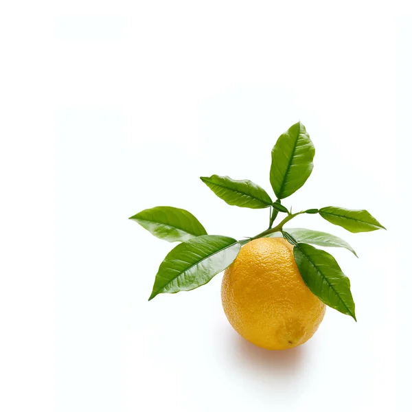 Citron på gren — Stockfoto