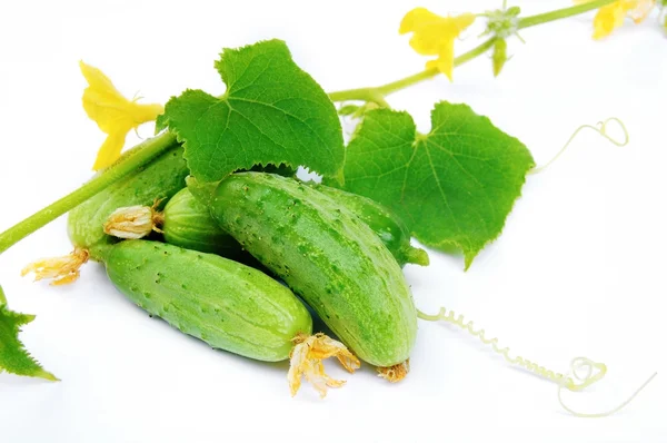 stock image Cucumber with leaf