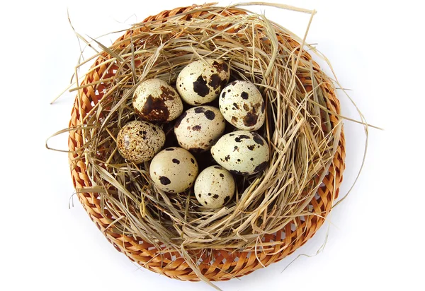 Гнездо с яйцами перепела — стоковое фото