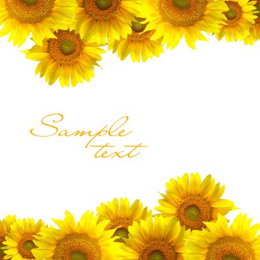 Sunflower clipart