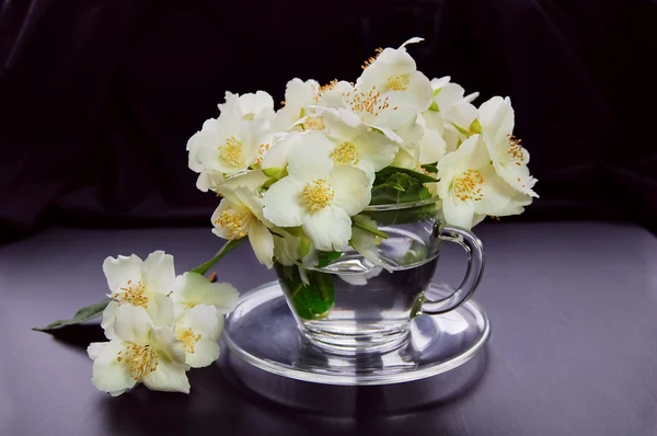Blommor av jasmine — Stockfoto