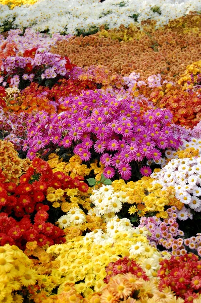 stock image Chrysanthemum