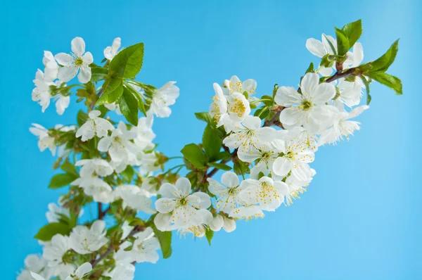 Blossom of Cherry — Stock Photo, Image