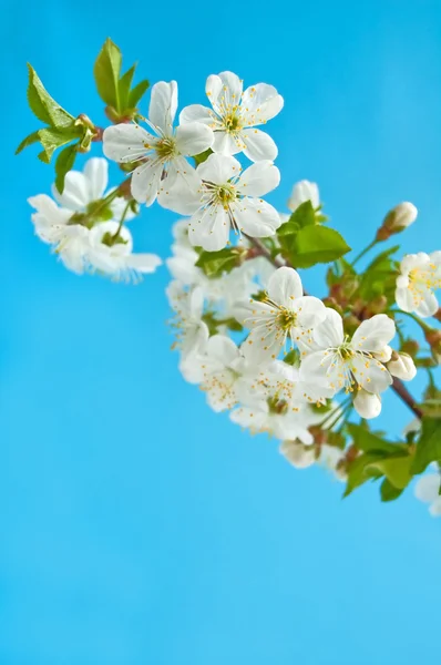 Flor de cereja — Fotografia de Stock