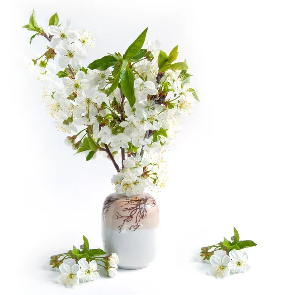 Ramo de flores de cerezo —  Fotos de Stock