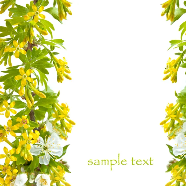 Blume der Johannisbeere — Stockfoto