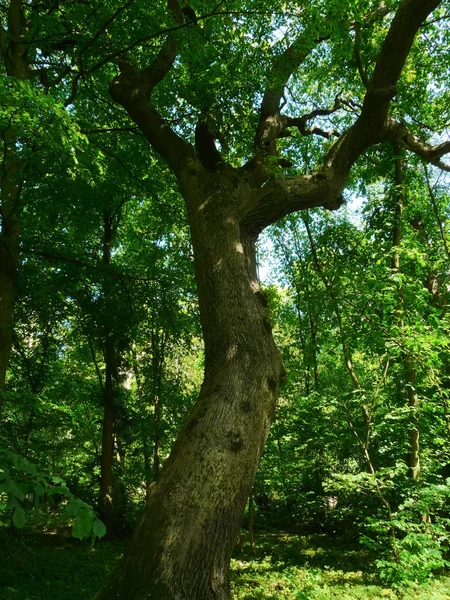 Tronco de uma árvore — Fotografia de Stock