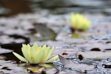 Yellow water lilies clipart