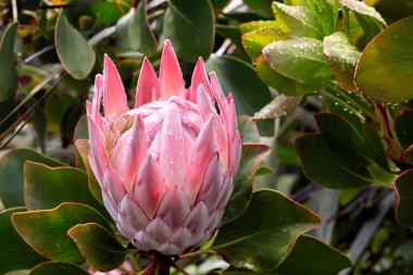 King Protea blossom (Protea cynaroides) clipart