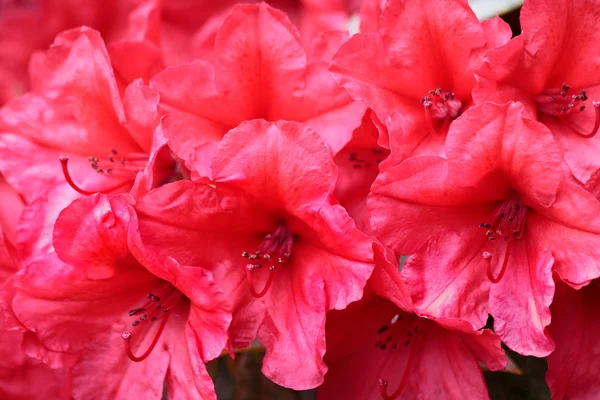 stock image Red rhododendron blossoms