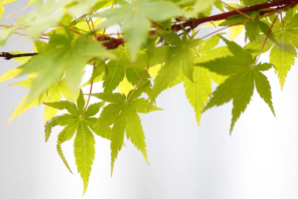 Maple leaves (Acer palmatum) — Stock Photo, Image