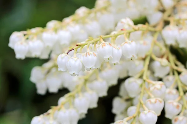 White Blossoms — Stock Photo, Image