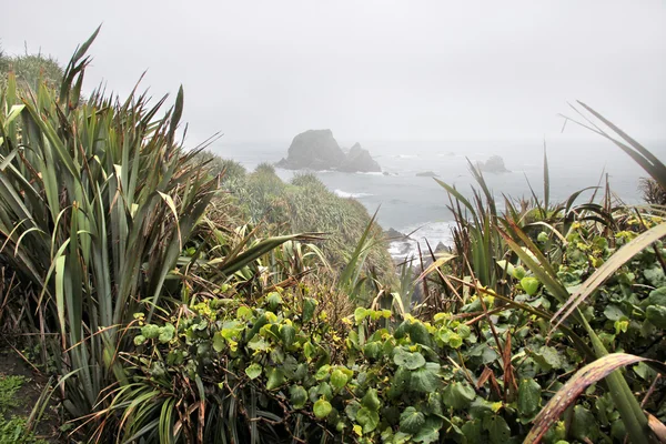 Linea costiera vicino a Capo Foulwind nella nebbia — Foto Stock