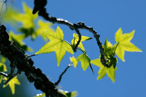 Young maple leaves — Stock Photo, Image