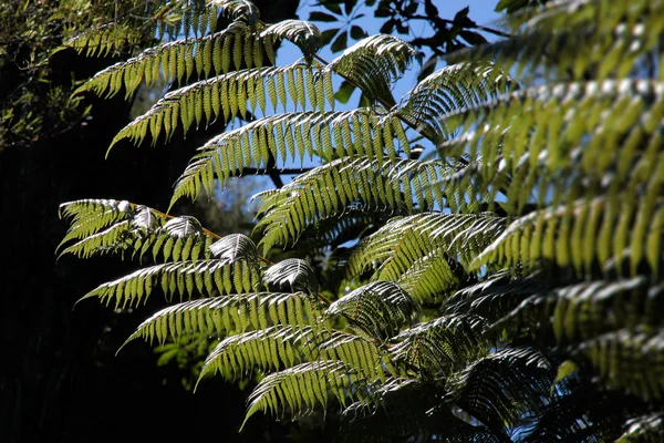Zielona Paproć — Zdjęcie stockowe