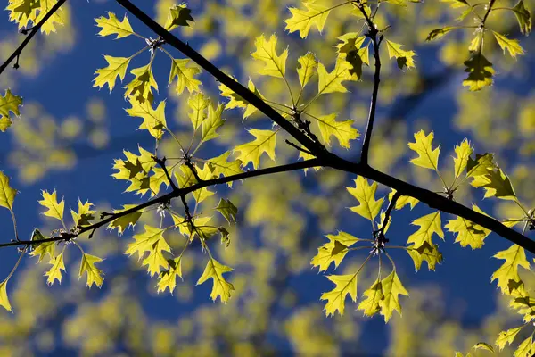 Young maple leaves — Stock Photo, Image