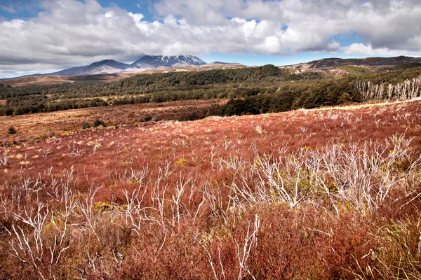 Paysage maigre dans le parc national des Tongariro — Photo