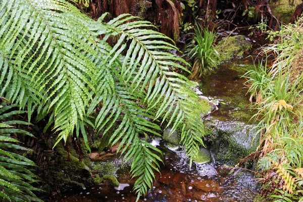 stock image Green fern leaves