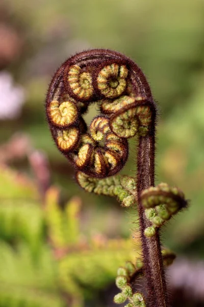 Young fern leave — Stock Photo, Image