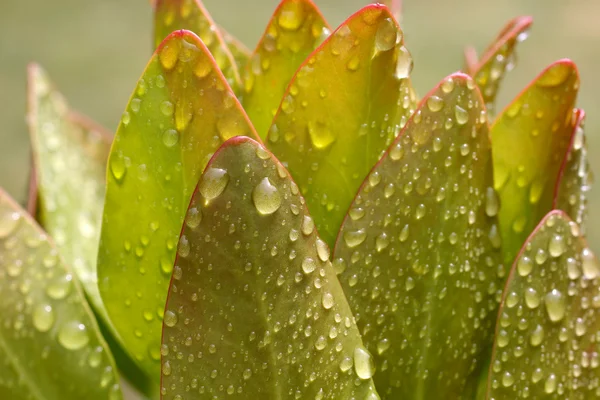 Las gotas de agua a la planta después de la lluvia — Foto de Stock
