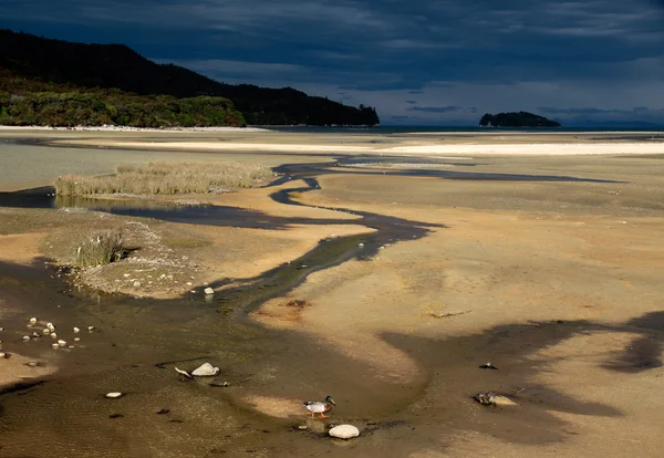 Línea costera en el Parque Nacional Abel Tasman , — Foto de Stock