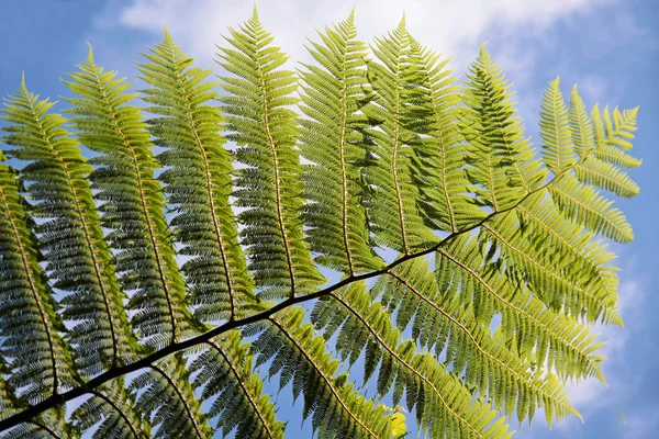 Green fern with blue sky — Stock Photo, Image