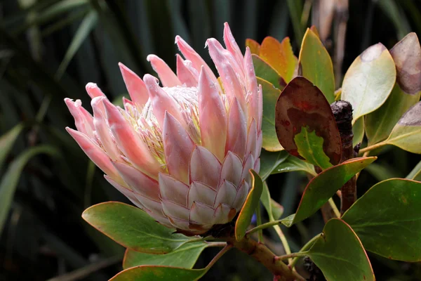 킹 Protea 꽃 (티아 cynaroides) — 스톡 사진