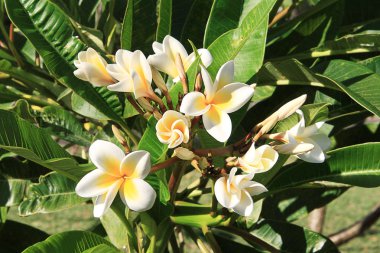 Beyaz frangipani (Plumeria sp)