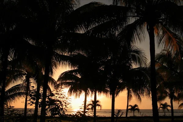 Palm trees at sunset, Mauritius — Stock Photo, Image