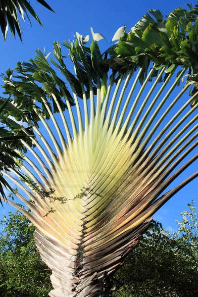 Bladeren van de reiziger boom, Strelitzia madagascariensis — Stockfoto