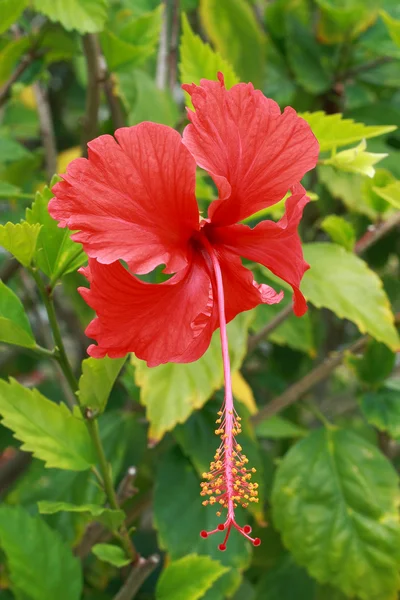 Rote Hibiskusblüte — Stockfoto