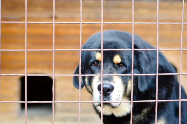 Hund im Käfig lizenzfreie Stockbilder