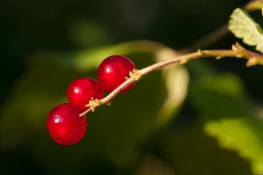 bir branche üzerinde üç kuş üzümü.