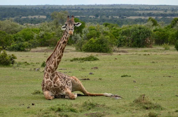 Giraff — Stock Photo, Image