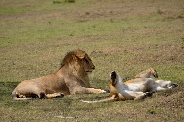 Lions in de savanne — Stockfoto