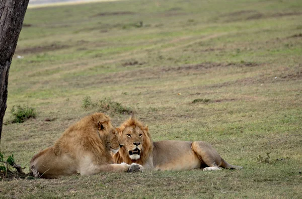 在大草原的狮子 — 图库照片