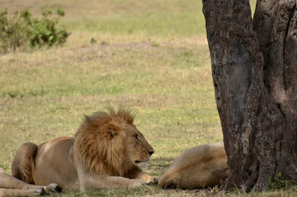 Lions i bushen — Stockfoto