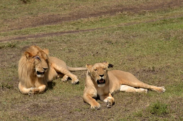 两个狮子 — 图库照片