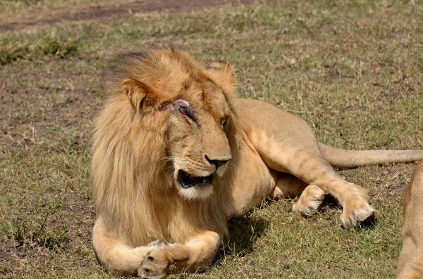 Un león — Foto de Stock
