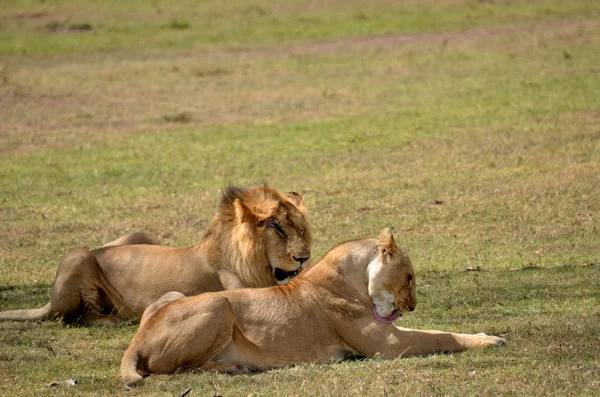 Lejon och lejoninna — Stockfoto