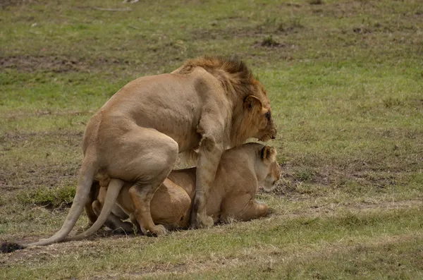 Acasalamento dos leões — Fotografia de Stock