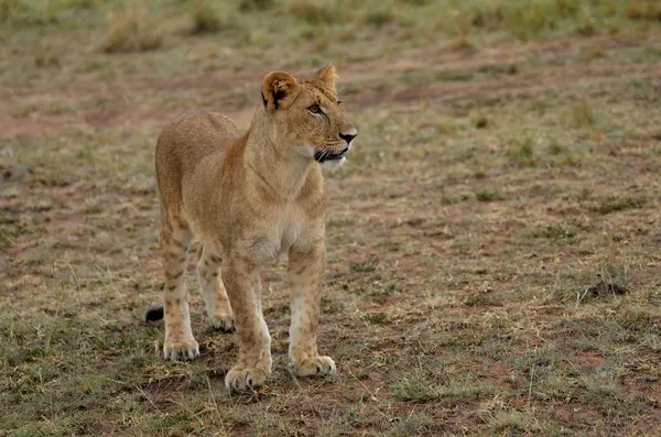 Κουτάβι λιοντάρι — Φωτογραφία Αρχείου