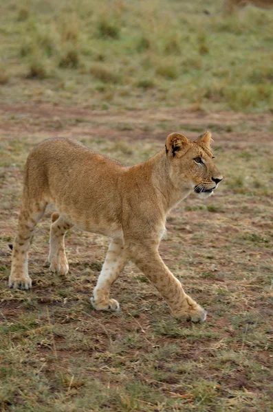 Yavru aslan — Stok fotoğraf